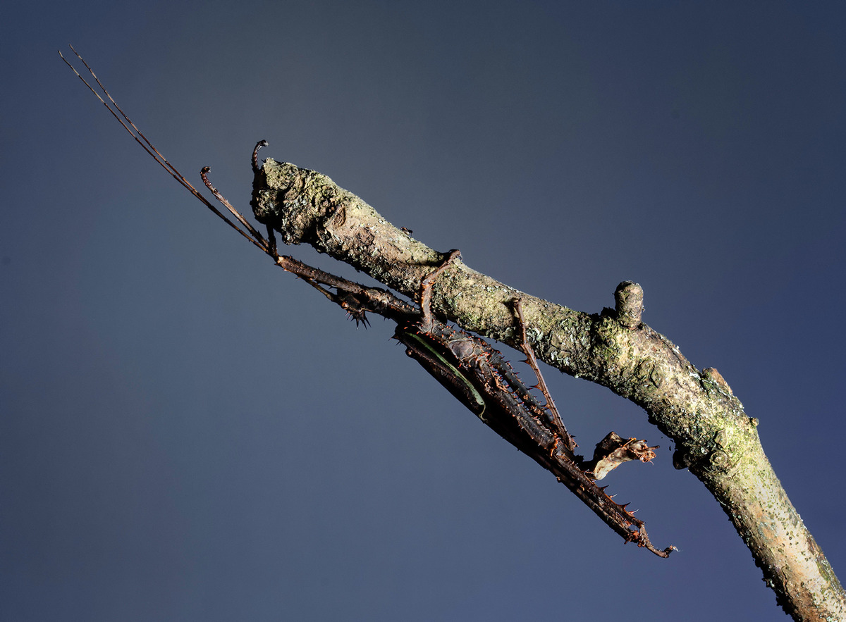 Ghost Mantis on Twig